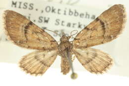 Image of Peck's Pug Moth