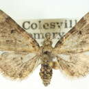 Слика од Eupithecia chlorofasciata Dietze 1872