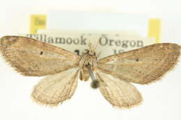 Image of Eupithecia bivittata Hulst 1896