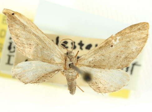 Image of Eupithecia bivittata Hulst 1896