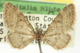 Image of Eupithecia jejunata McDunnough 1949
