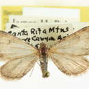 Image of Eupithecia sierrae Hulst 1896