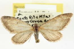 Слика од Eupithecia sierrae Hulst 1896