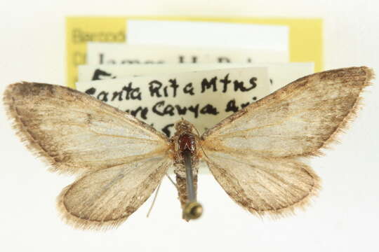 Image of Eupithecia sierrae Hulst 1896