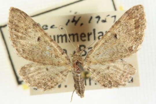 Слика од Eupithecia sierrae Hulst 1896