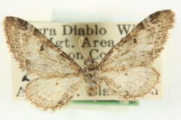 Image of Eupithecia sierrae Hulst 1896