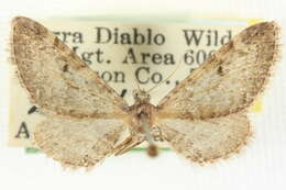 Image of Eupithecia sierrae Hulst 1896