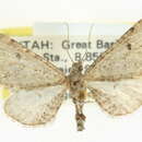 Image of Eupithecia quakerata Pearsall 1909