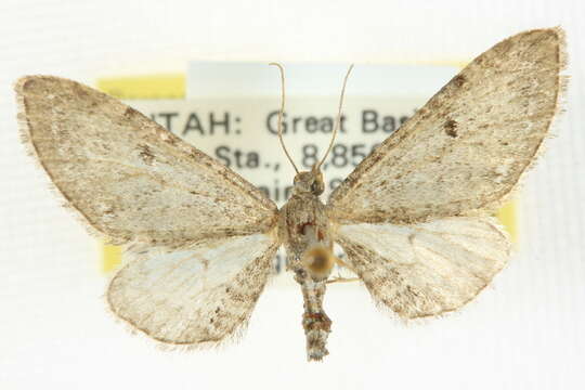 Image of Eupithecia quakerata Pearsall 1909