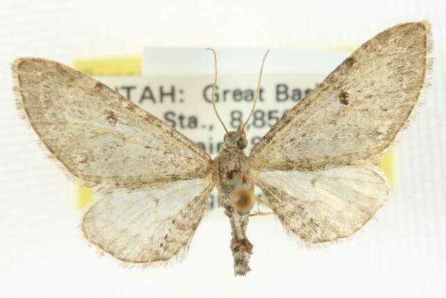 Image of Eupithecia quakerata Pearsall 1909