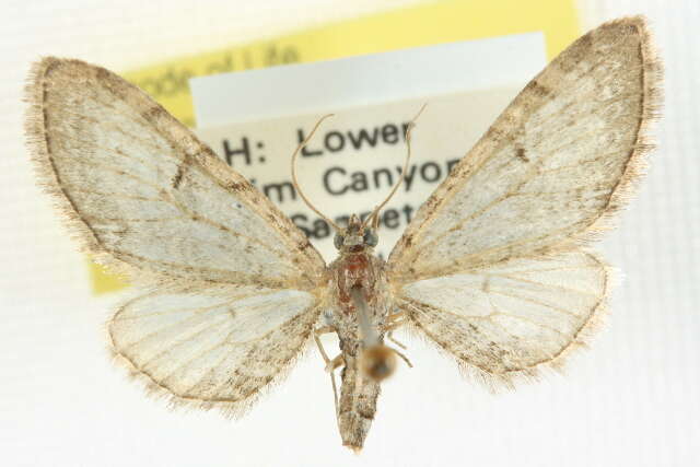 Image of Eupithecia quakerata Pearsall 1909