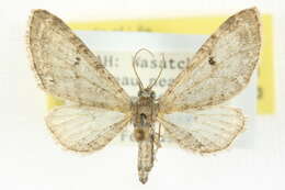 Sivun Eupithecia quakerata Pearsall 1909 kuva