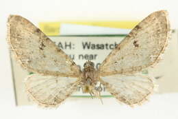 Image of Eupithecia quakerata Pearsall 1909