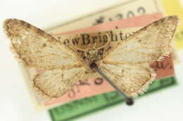 Image of Eupithecia exudata Pearsall 1909