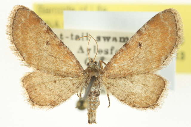 Image of Eupithecia strattonata Packard 1873