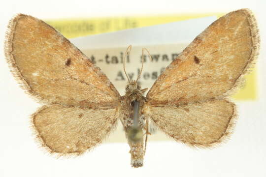 Image of Eupithecia strattonata Packard 1873