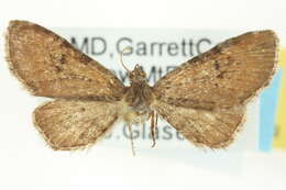 Image of Eupithecia strattonata Packard 1873