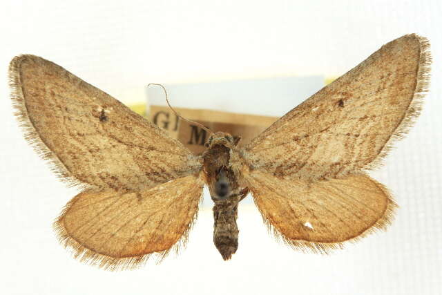 Image of Eupithecia multiscripta Hulst 1896