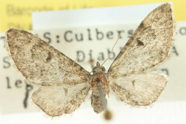 Image of Eupithecia huachuca Grossbeck 1908