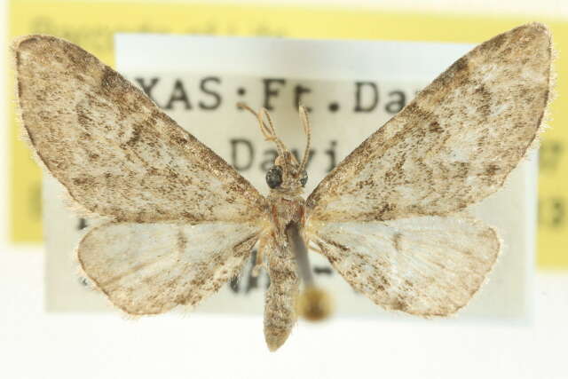 Image of Eupithecia huachuca Grossbeck 1908