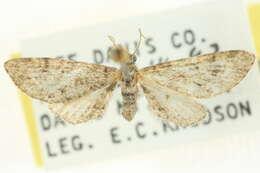 Image of Eupithecia huachuca Grossbeck 1908