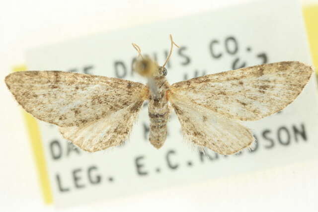 Image of Eupithecia huachuca Grossbeck 1908