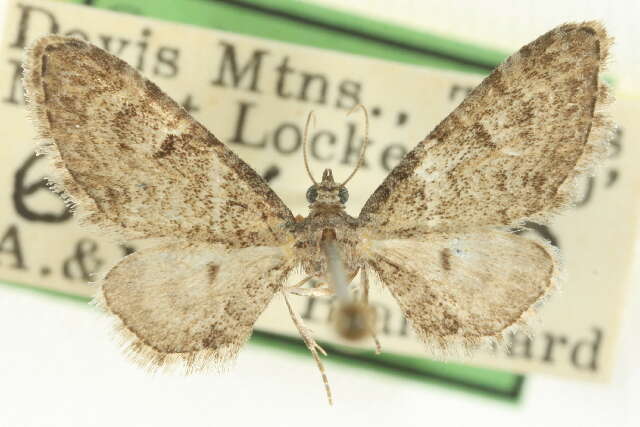 Image of Eupithecia huachuca Grossbeck 1908