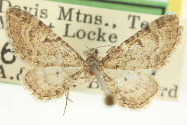 Image of Eupithecia huachuca Grossbeck 1908