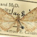 Image of Eupithecia joanata Cassino & Swett 1922