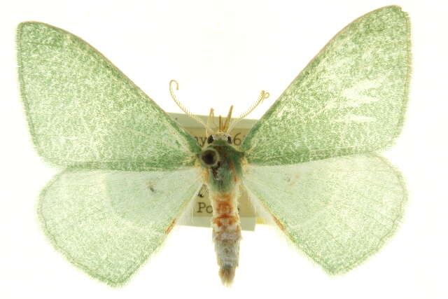Image of Chlorosea roseitacta Prout 1912