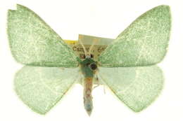 Image of Chlorosea roseitacta Prout 1912
