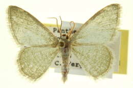 Image of Xerochlora masonaria Schaus 1897