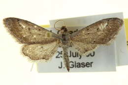 Image of Euacidalia quakerata Cassino 1927