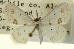 Image of Scopula lautaria Hübner 1825