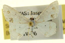 Image of Scopula lautaria Hübner 1825