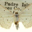 Image of Scopula eburneata Guenée 1857