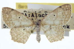 Image of Scopula apparitaria Walker 1861