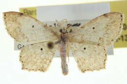 Image of Scopula apparitaria Walker 1861