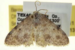 Image of Scopula plantagenaria Hulst 1887