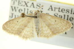 Image of Scopula benitaria Barnes & McDunnough 1913