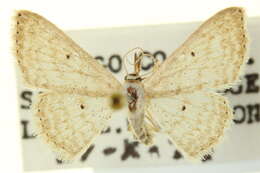 Image of Scopula benitaria Barnes & McDunnough 1913