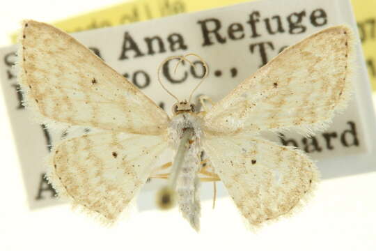 Image of Scopula benitaria Barnes & McDunnough 1913