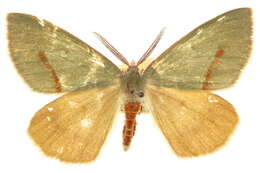 Image of Erastria viridirufaria