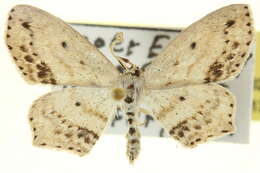Image of Frosted Tan Wave Moth