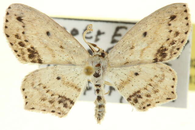 Image of Frosted Tan Wave Moth