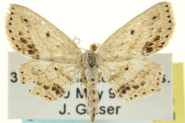 Image of Frosted Tan Wave Moth