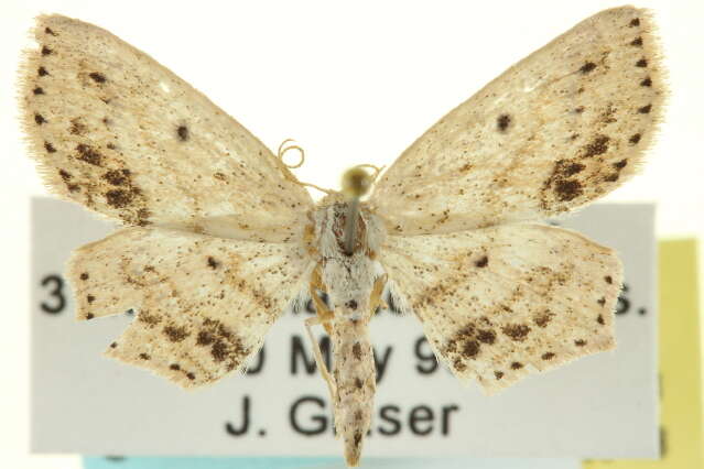 Image of Frosted Tan Wave Moth