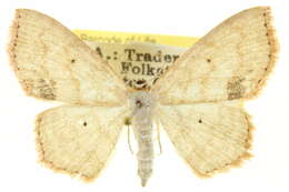 Image of Scopula timandrata Walker 1861