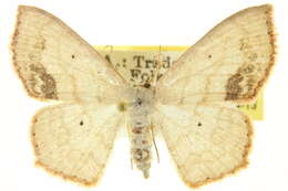 Image of Scopula timandrata Walker 1861