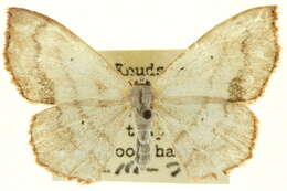 Image of Scopula timandrata Walker 1861